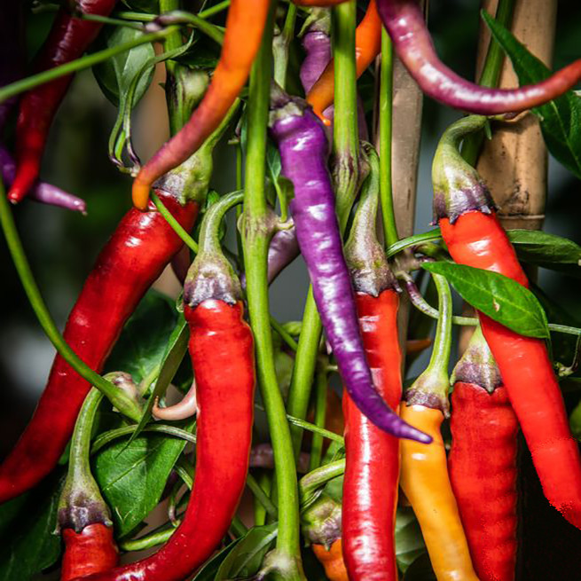 بذر فلفل قلمی تند الوان سانیا سید مدل U7