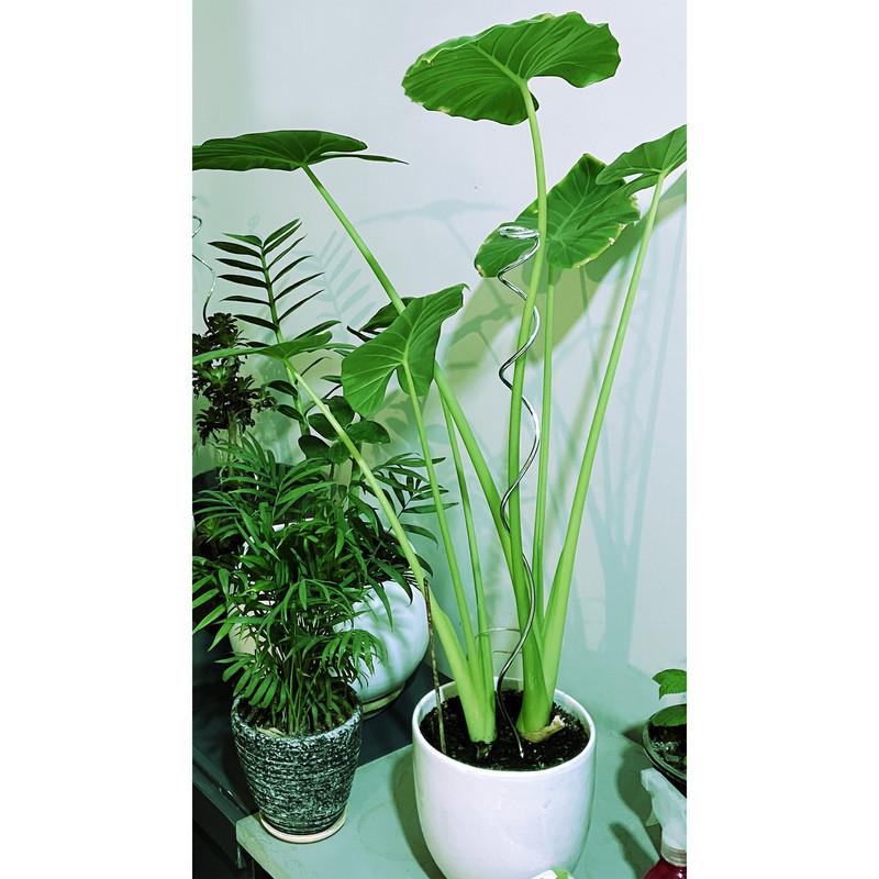 قیم بند مدل فلزی اسپایرال بسته 6 عددی