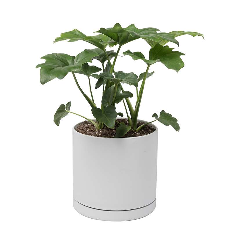 گیاه طبیعی برگ انجیری سلوم دو بوته کد 10752/2203 گیاه طبیعی برگ انجیری سلوم دو بوته کد 10752/2203