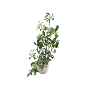 گیاه طبیعی شفرا ابلق کد 33