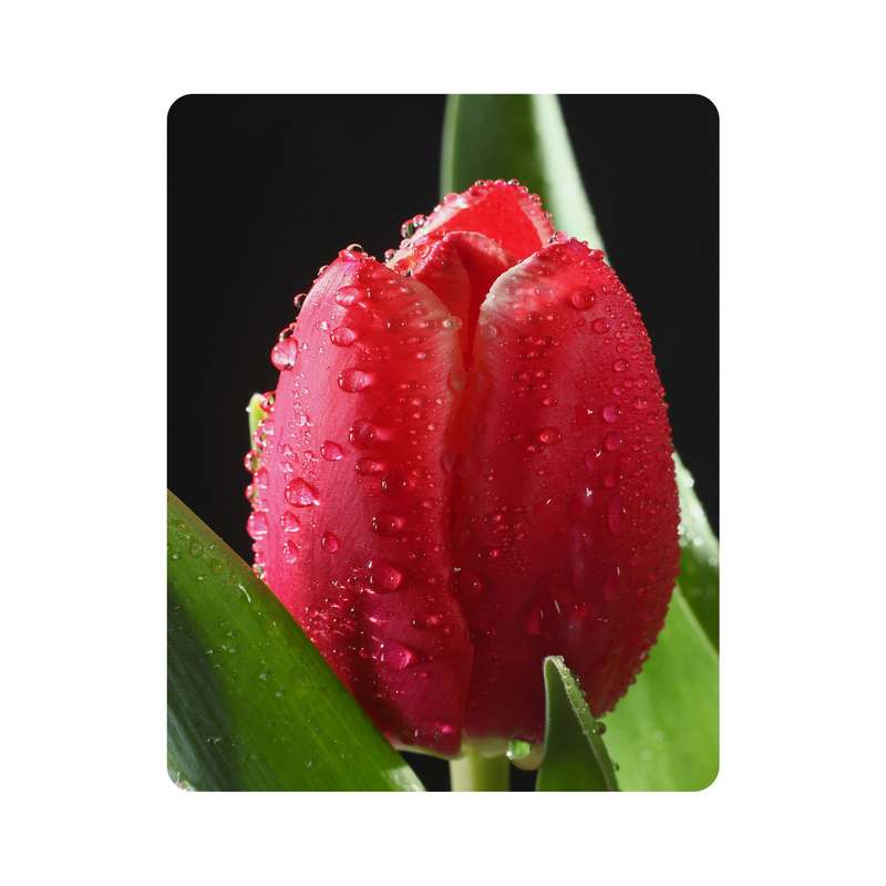 ماوس پد اطلس آبی طرح گل لاله مدل T6797