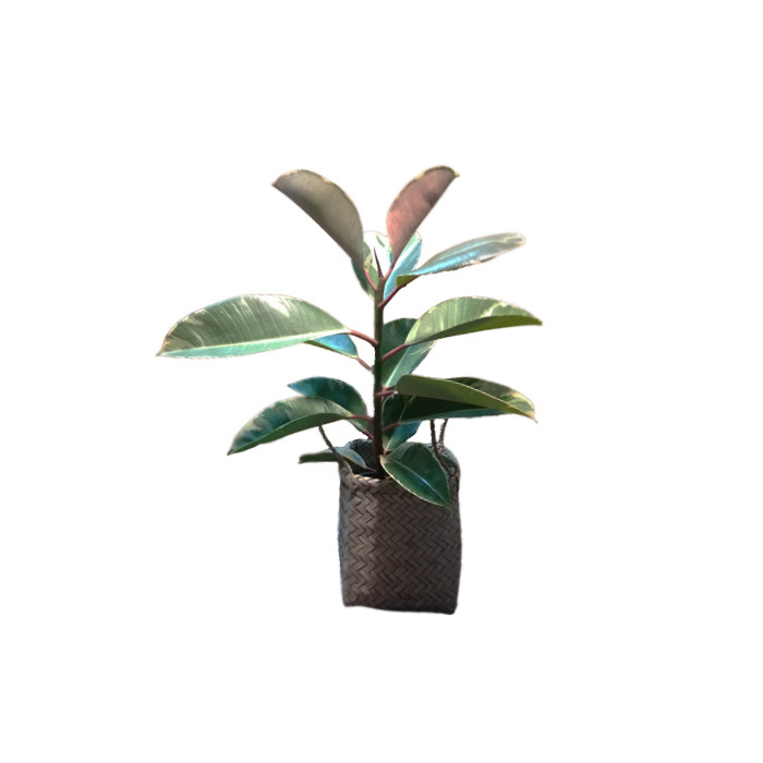 گیاه طبیعی فيكوس ابلق مدل m-2