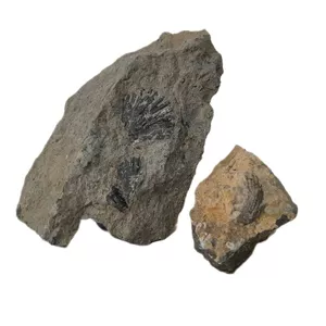 سنگ راف مدل فسیل صدفی کد 147 بسته دو عددی