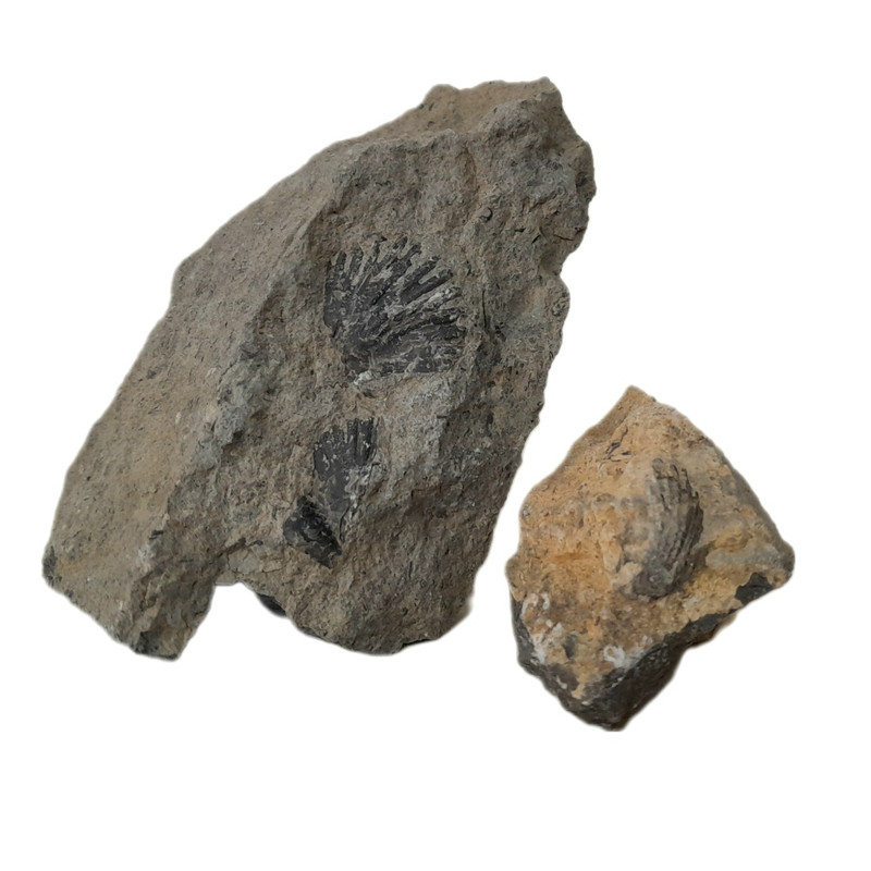 سنگ راف مدل فسیل صدفی کد 147 بسته دو عددی