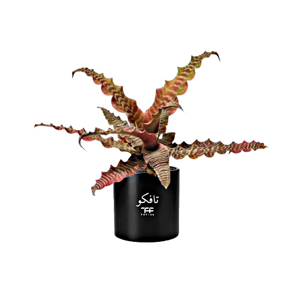  گل طبیعی کریپتانتوس تافکو مدل s1