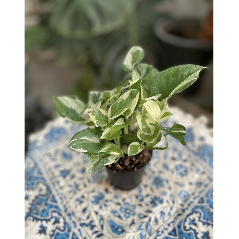 گیاه طبیعی پتوس مدل 432PETA