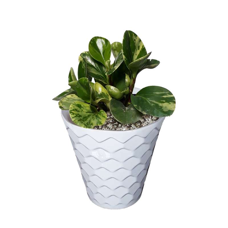 گیاه طبیعی قاشقی ابلغ کد 52- AS گیاه طبیعی قاشقی ابلغ کد 52- AS