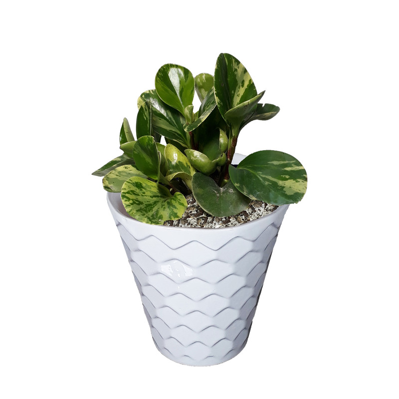 گیاه طبیعی قاشقی ابلغ کد 52- AS گیاه طبیعی قاشقی ابلغ کد 52- AS