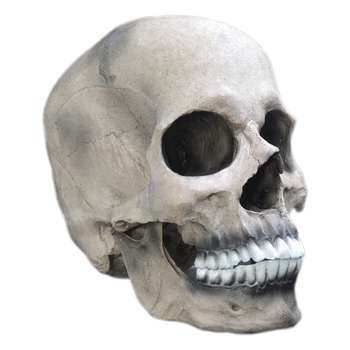 مجسمه مدل جمجمه انسان طرح Skull-big کد 14