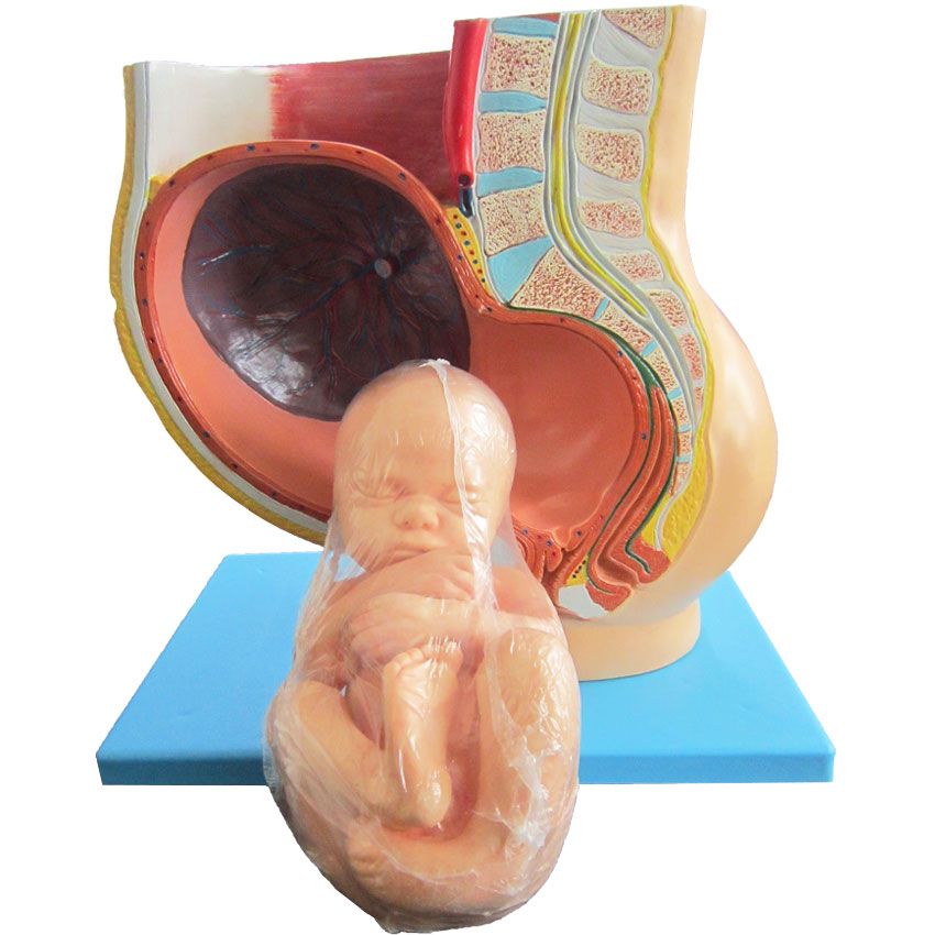 بازی آموزشی طرح مولاژ حاملگی جنین در رحم مدل ASM63 -  - 3