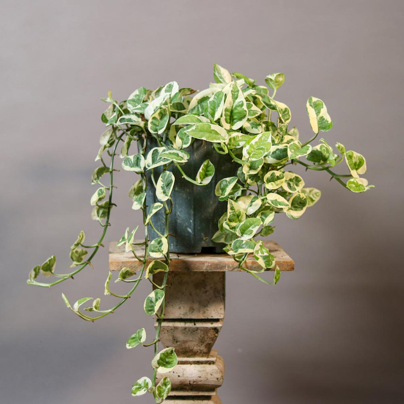 گیاه طبیعی پتوس ارتشی مدل 01