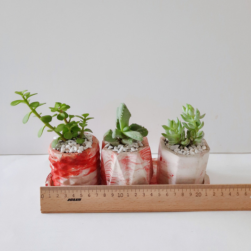 گیاه طبیعی ساکولنت کد 002 مجموعه 3 عددی