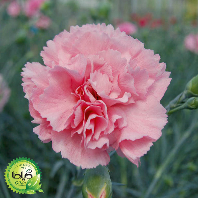 بذر میخک باغچه گیلدا کد 813