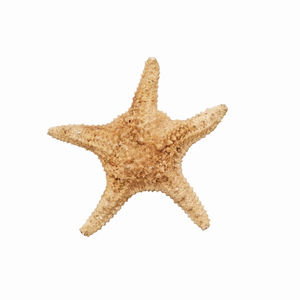 ستاره دریایی تزیینی مدل پیچی