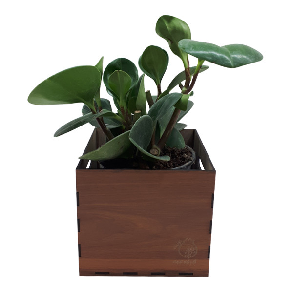 گیاه طبیعی پیرومیا ناردونه کد SA - S02