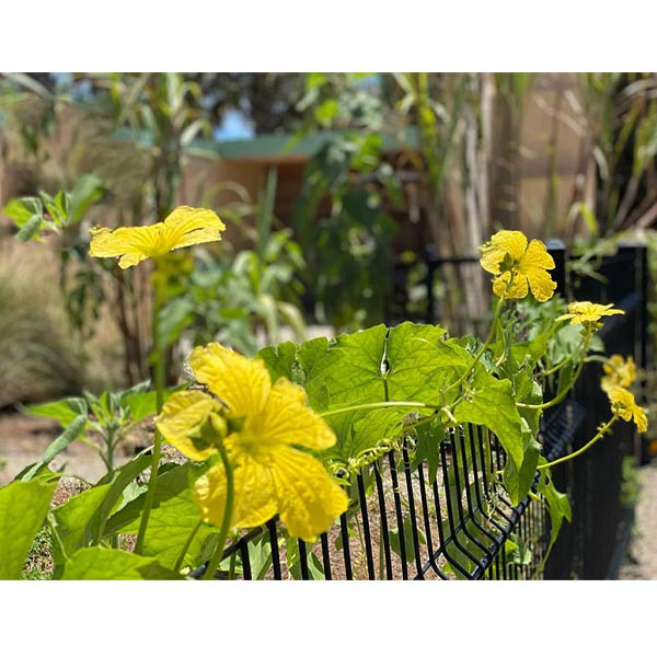 بذر لوفا لیف گیاهی گلس گاردن مدل GL05