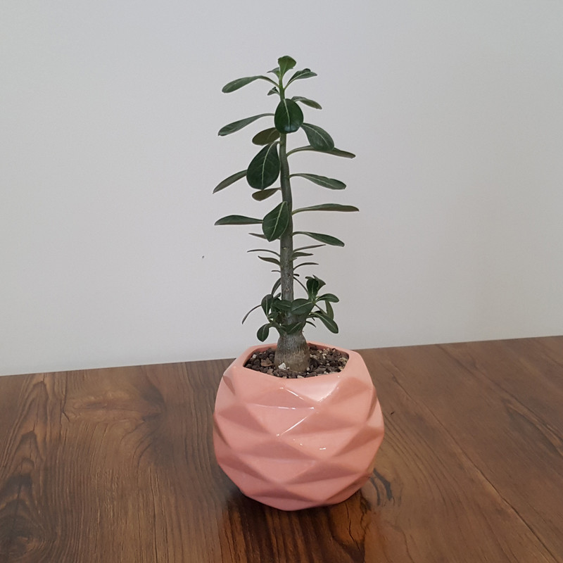 گیاه طبیعی بونسای آدنیوم مدل برگدار