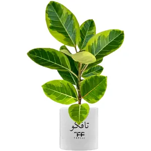  گیاه طبیعی فیکوس آلتیسیما تافکو کد 2x