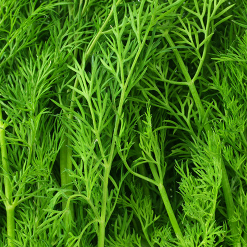 بذر شوید معطر آرزومان کد 12876