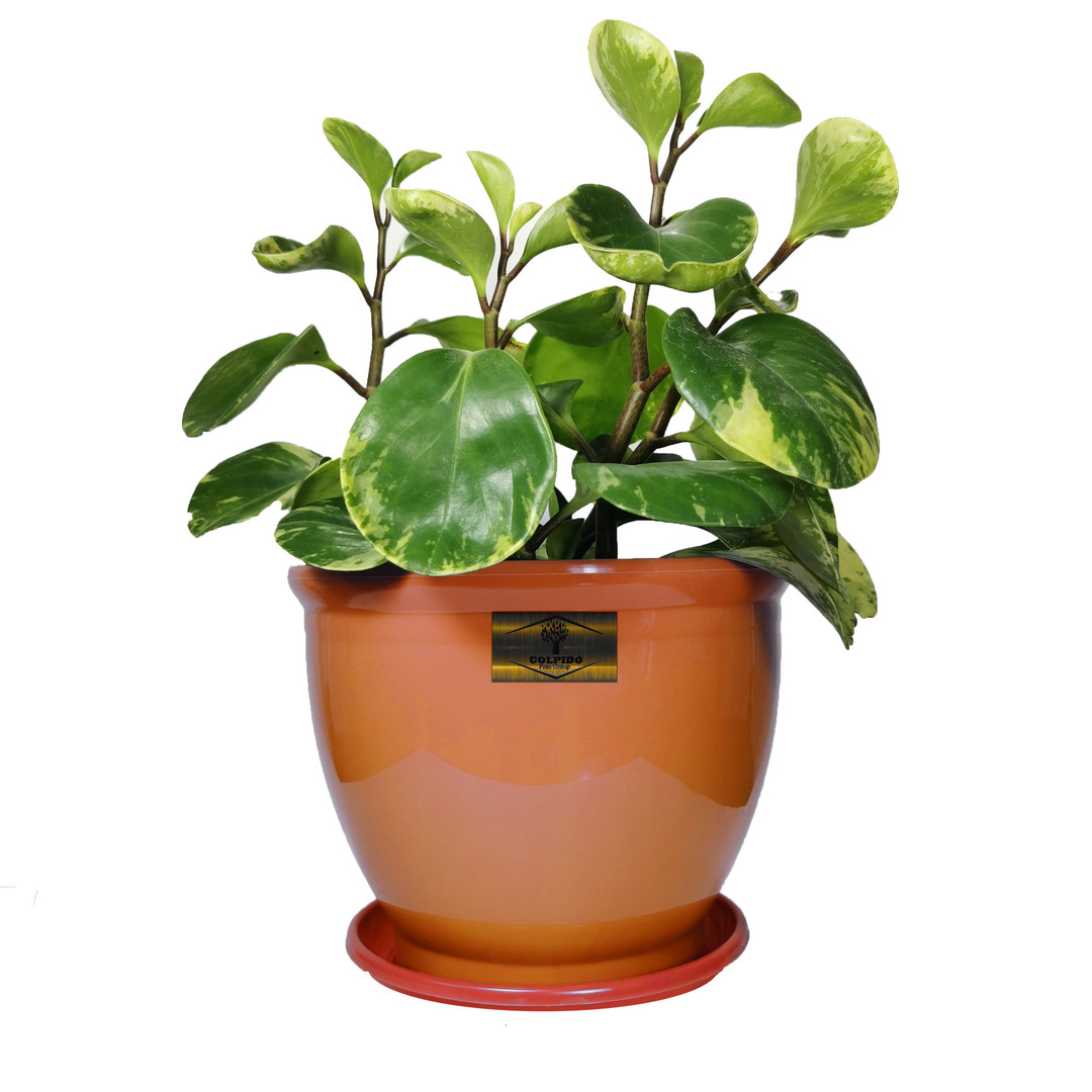 گیاه طبیعی قاشقی ابلق گلپیدو مدل GP-20 گیاه طبیعی قاشقی ابلق گلپیدو مدل GP-20