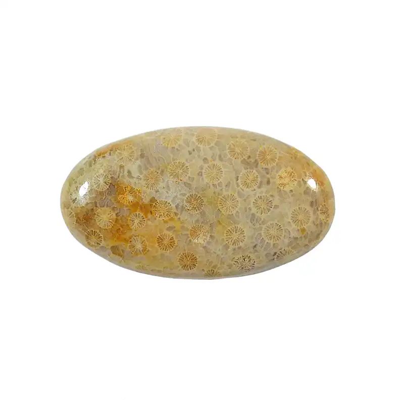 سنگ فسیل مرجان کد TG6525