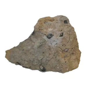 سنگ راف مدل فسیل صدفی کد 140