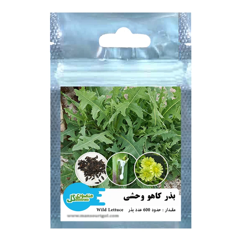 بذر کاهو وحشی منصوری گل کد Mwl600 وزن 1 گرم