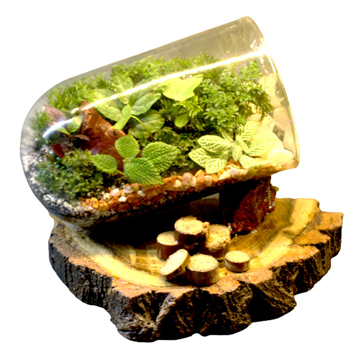 گیاه طبیعی تراريوم مدل شقايق کد t-sh-1