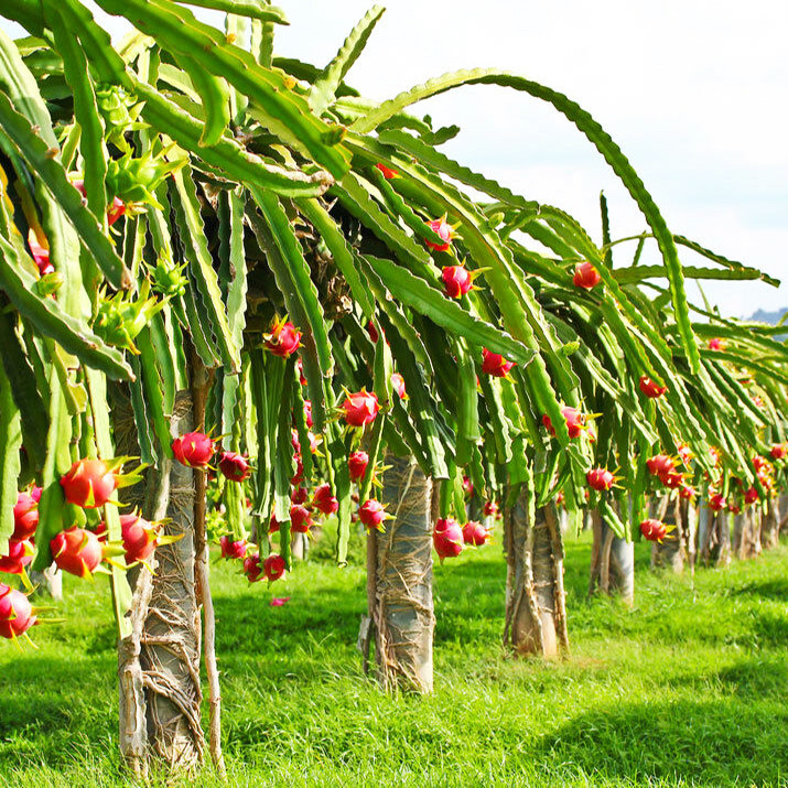 بذر دراگون فروت سفید سانیا سید مدل D88