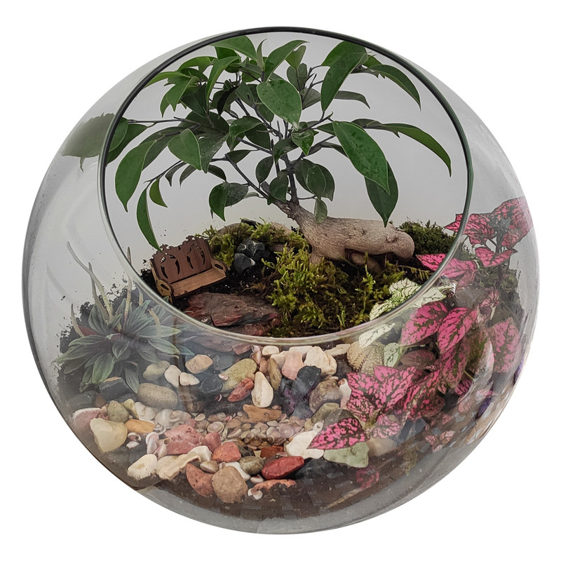 گیاه طبیعی تراریوم کد TRM-tngB گیاه طبیعی تراریوم کد TRM-tngB