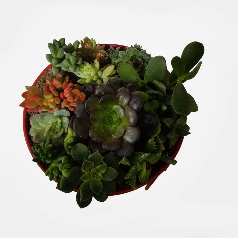 گیاه طبیعی دیش گاردن ساکولنت کد 02