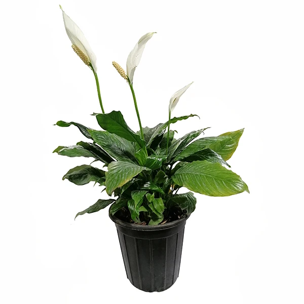 گیاه طبیعی اسپاتی فیلیوم مدل 5161615