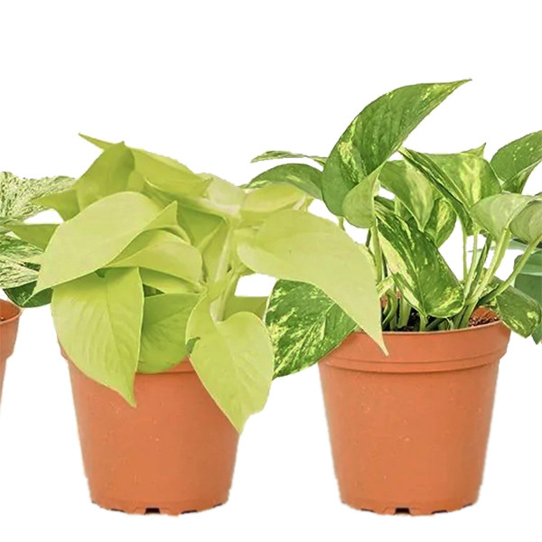 گیاه طبیعی آپارتمانی پتوس مدل PO4 مجموعه 4 عددی