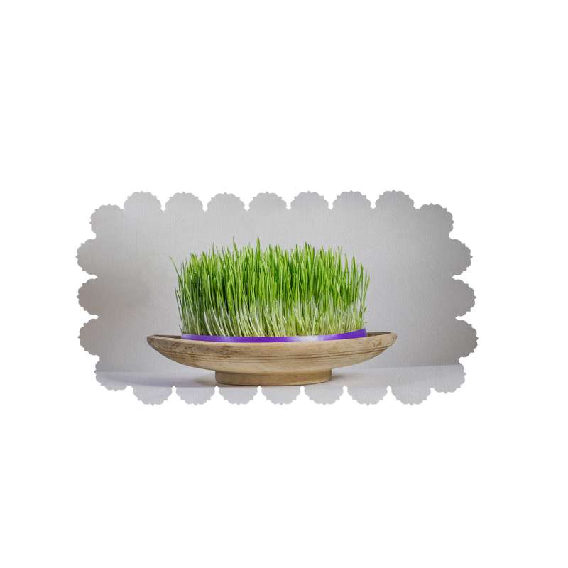  رومیزی طرح سبزه کد 5763R