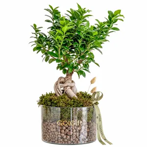 بونسای گل گیفت کد 1618