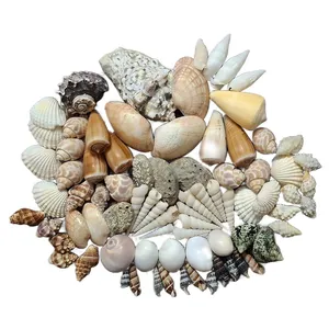 صدف تزیینی آکواریوم مدل UPS80 بسته 80 عددی