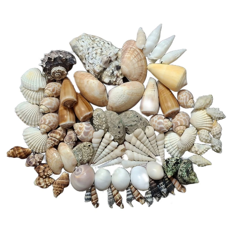 صدف تزیینی آکواریوم مدل UPS80 بسته 80 عددی