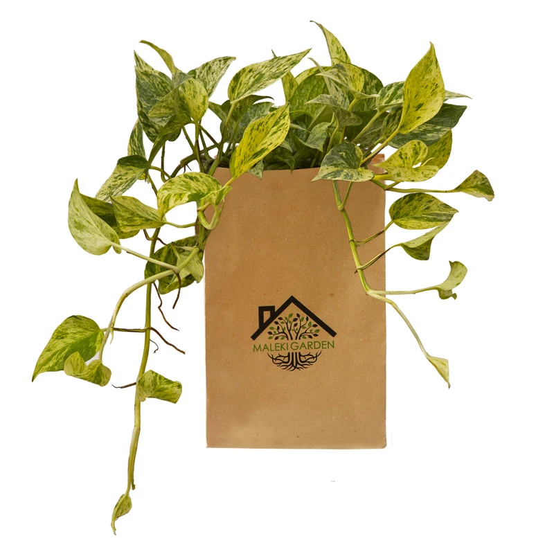 گیاه طبیعی پتوس مرمری ملکی گاردن مدل MG05