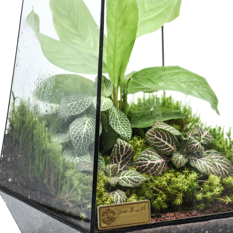 گیاه ویواریوم بلند هیمان مدل 5 ضلعی کد HV002