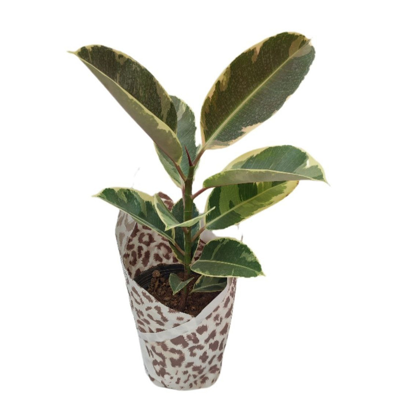 گیاه طبیعی فیکوس ابلق یاقوتی مدل 014