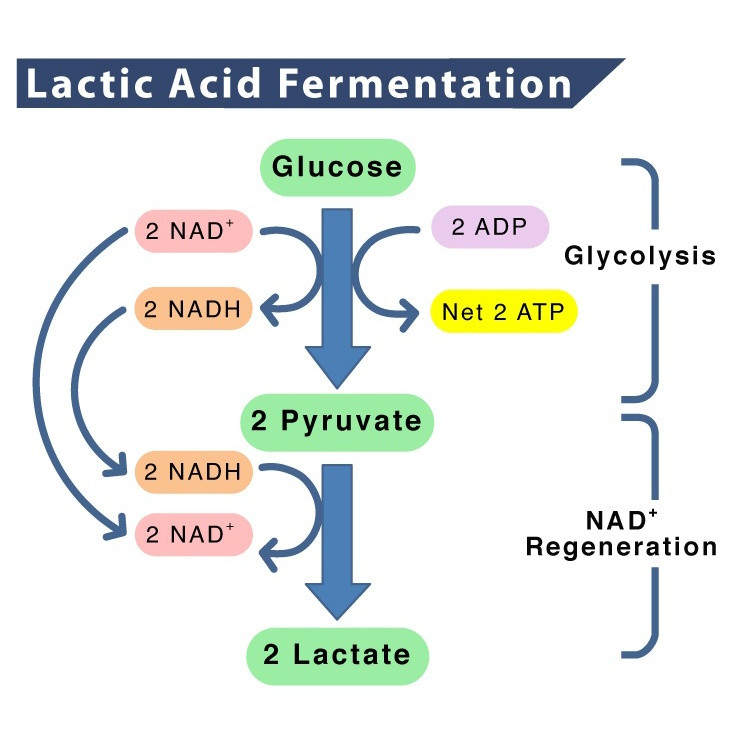 اسید لاکتیک رفرنس کمیکالز مدل ۸۰ درصد حجم ۲۵۰ میلی لیتر