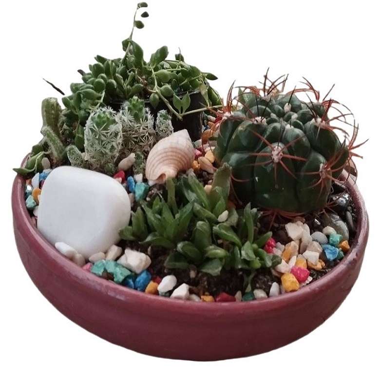 گیاه طبیعی کاکتوس کد 22 گیاه طبیعی کاکتوس کد 22