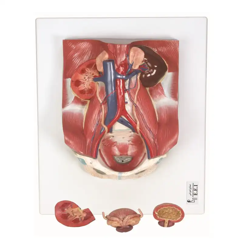 بازی آموزشی مدل مولاژ دستگاه دفع ادراری