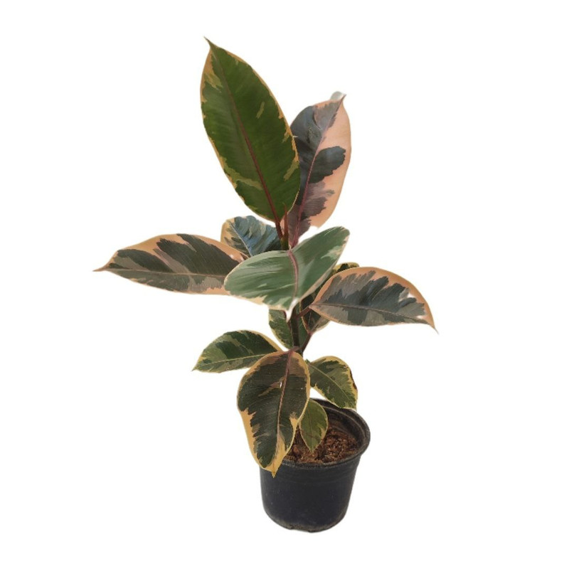 گیاه طبیعی فیکوس مدل 014