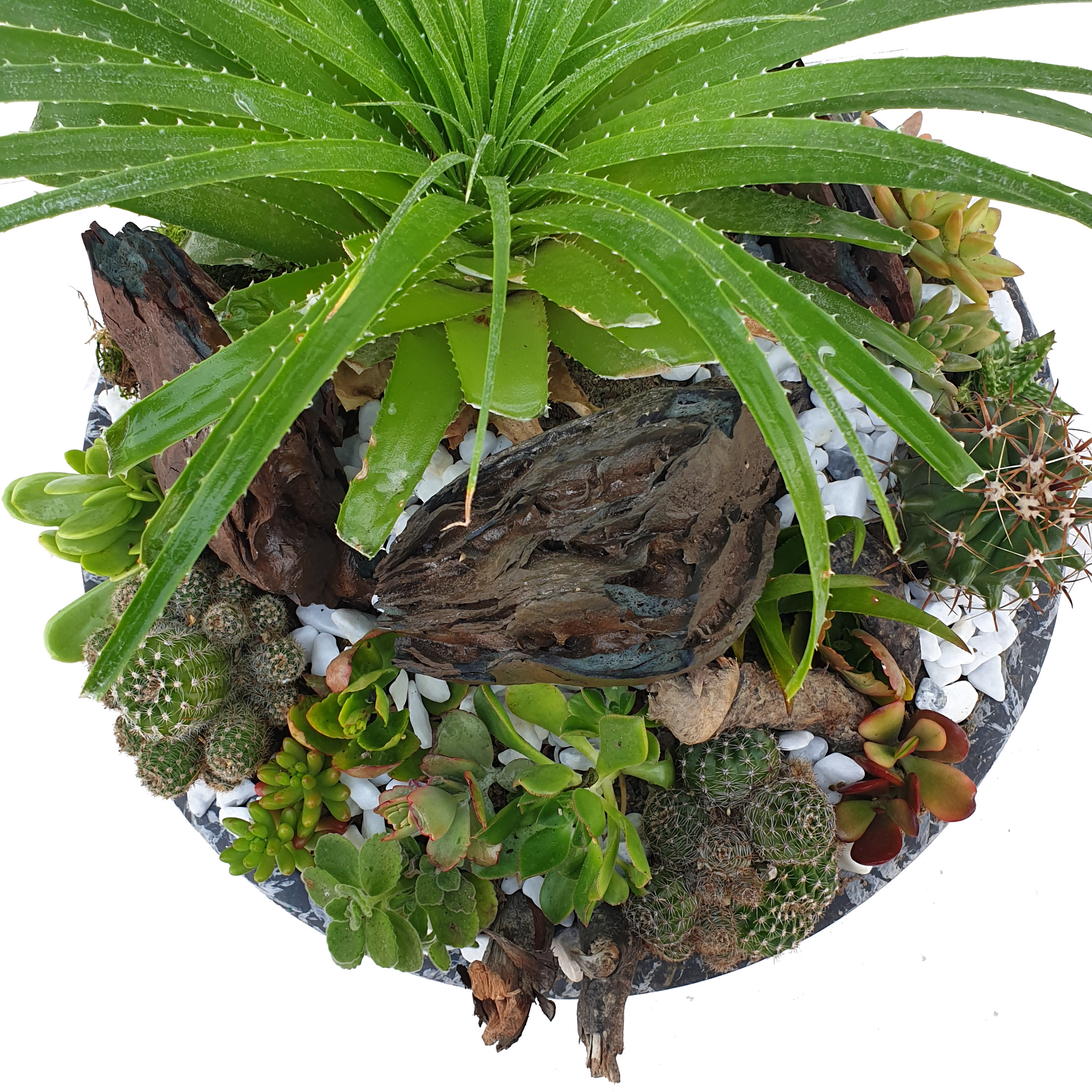 گیاه طبیعی کاکتوس مدل MK-99002 گیاه طبیعی کاکتوس مدل MK-99002