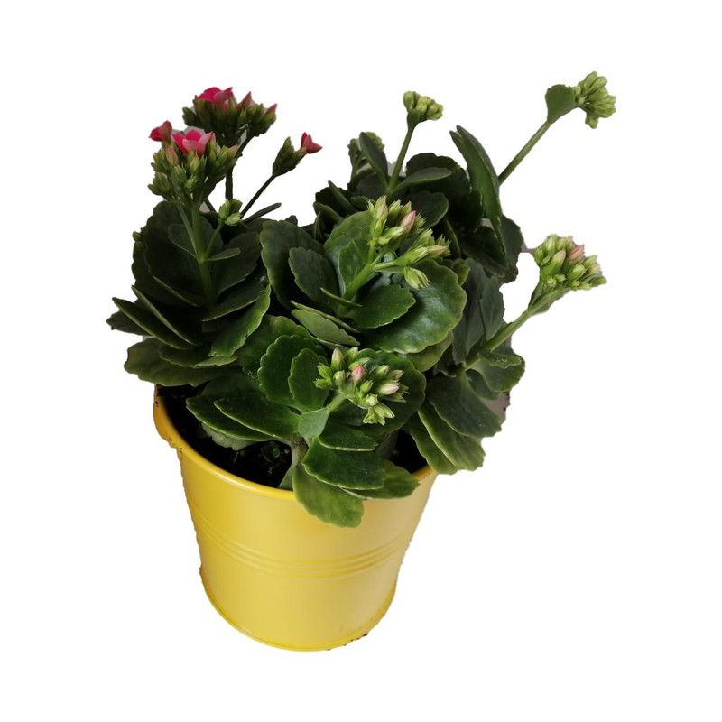 گیاه طبیعی کلانکوا کد af01