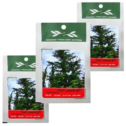 بذر بنسای کاج سدروس دئودارا وانیا سید مدل T14 مجموعه 3 عددی 