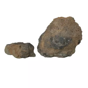 سنگ راف مدل فسیل صدف کد 146 بسته دو عددی