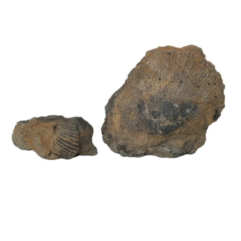 سنگ راف مدل فسیل صدف کد 146 بسته دو عددی