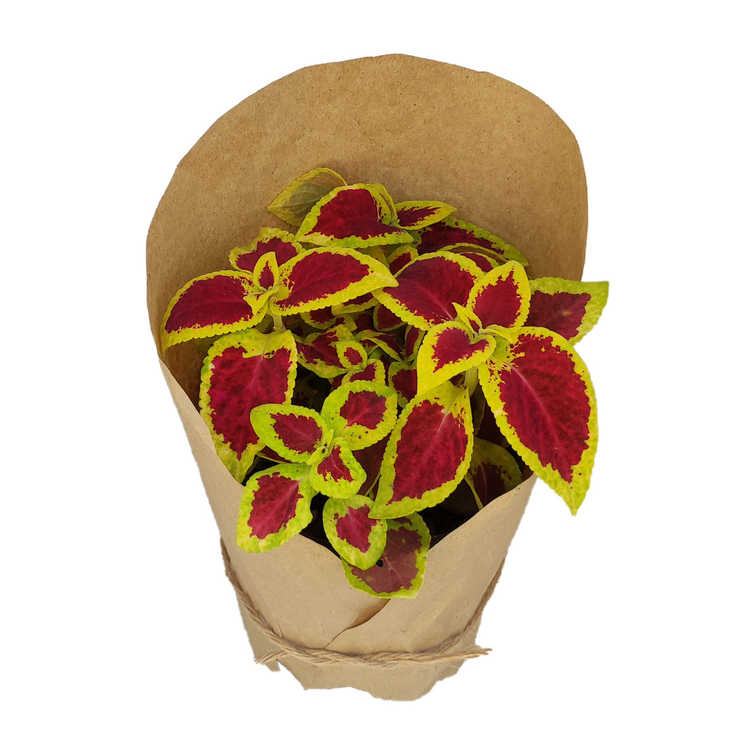 گیاه طبیعی حسن یوسف کد yt15